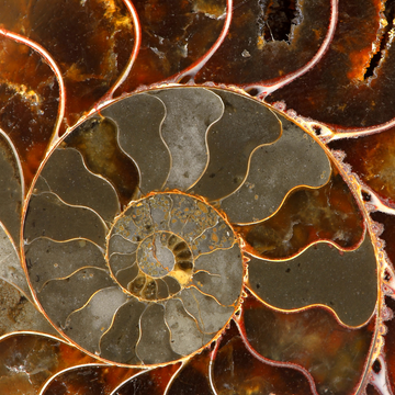 Ammolite: The Rare Rainbow Gemstone from Ancient Seas