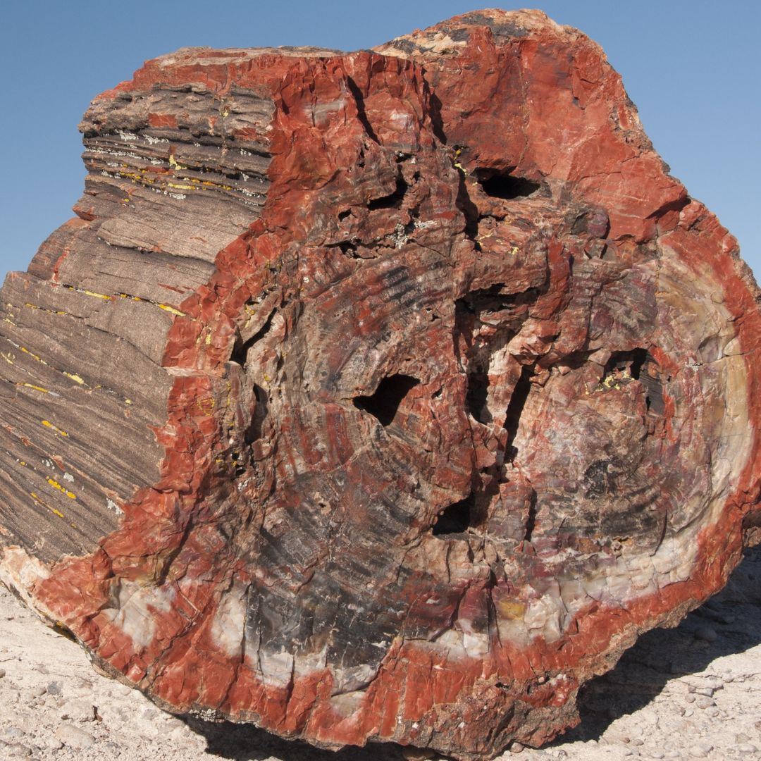 What Is Petrified Wood?