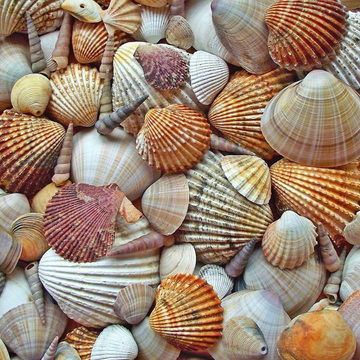 Types of Shells Used in Jewelry: A Comprehensive Guide