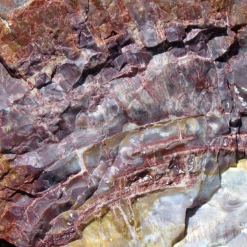 Petrified Wood - Fierce Lynx Designs