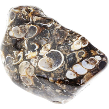 Fossil - Fierce Lynx Designs