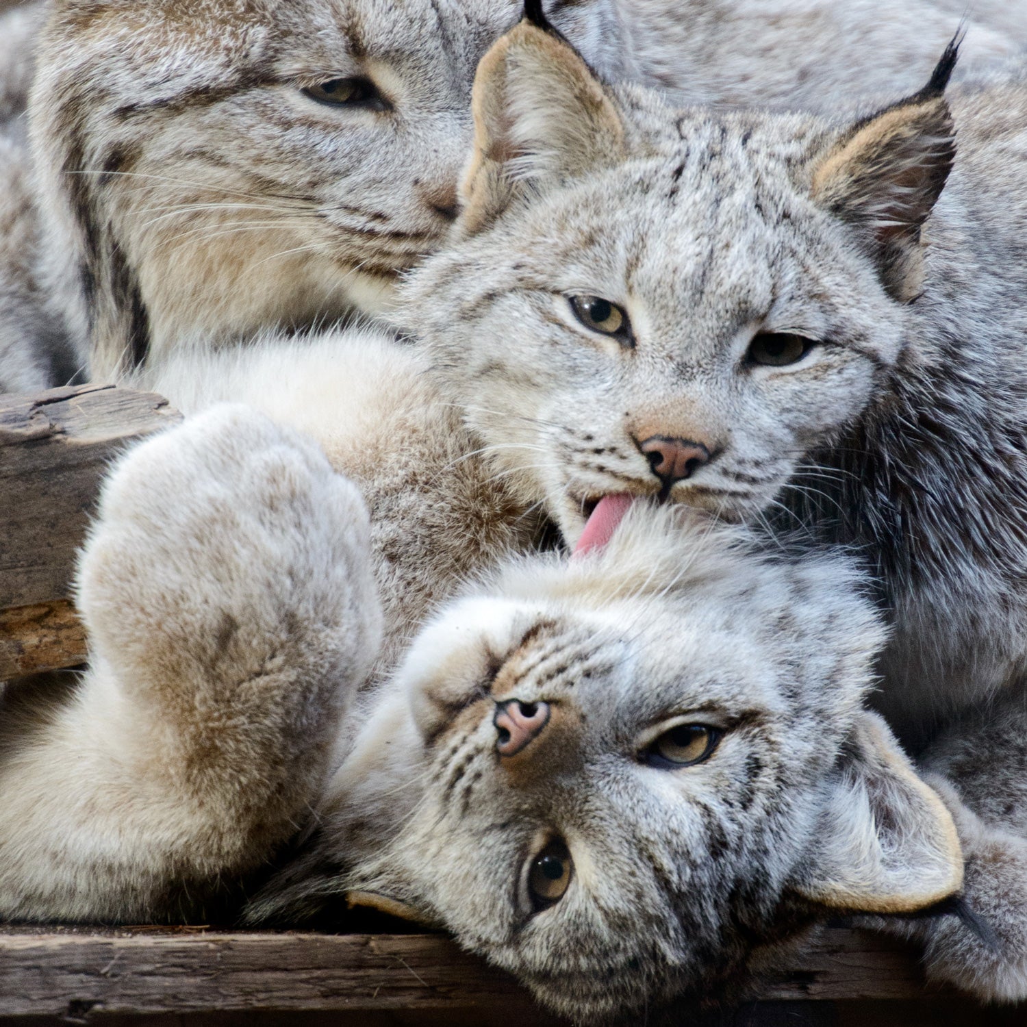 Vintage Lynx - Stretch Bracelet Set – Fierce Lynx Designs